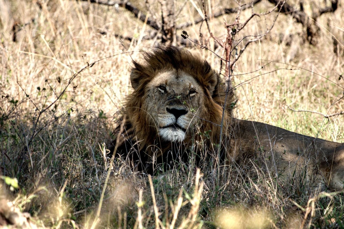 A scarred male lion looking up from the grass