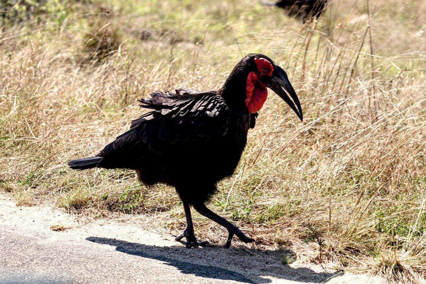A ground hornbill marching along the road verge