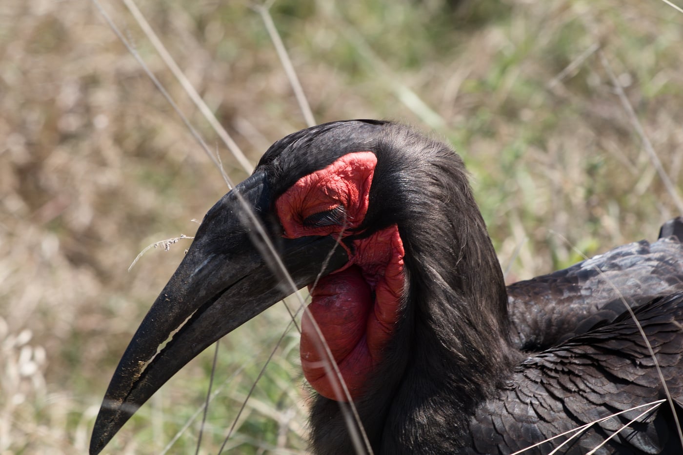 A close-up of a ground hornbill's red face