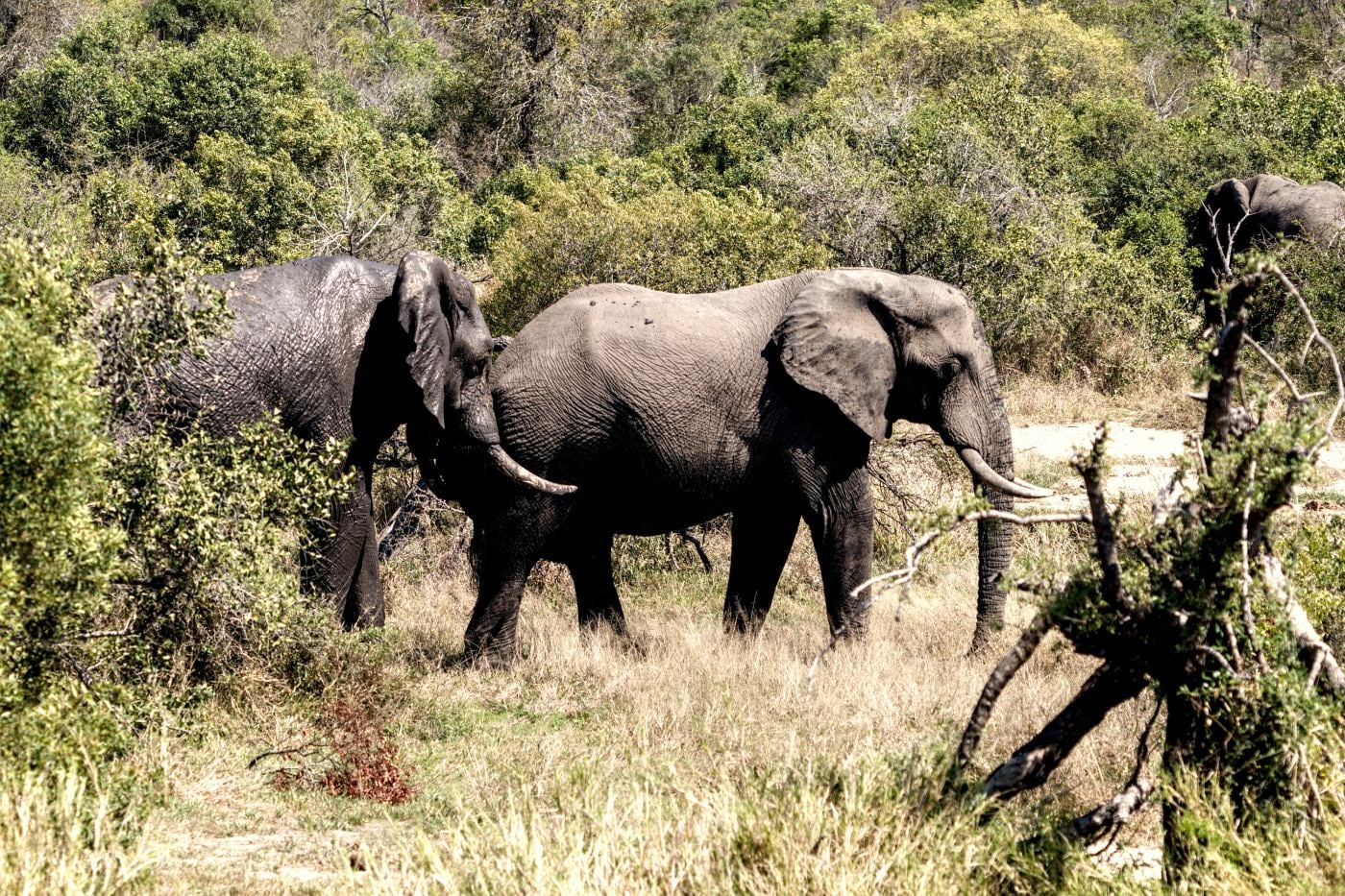 An elephant with the herd behind it