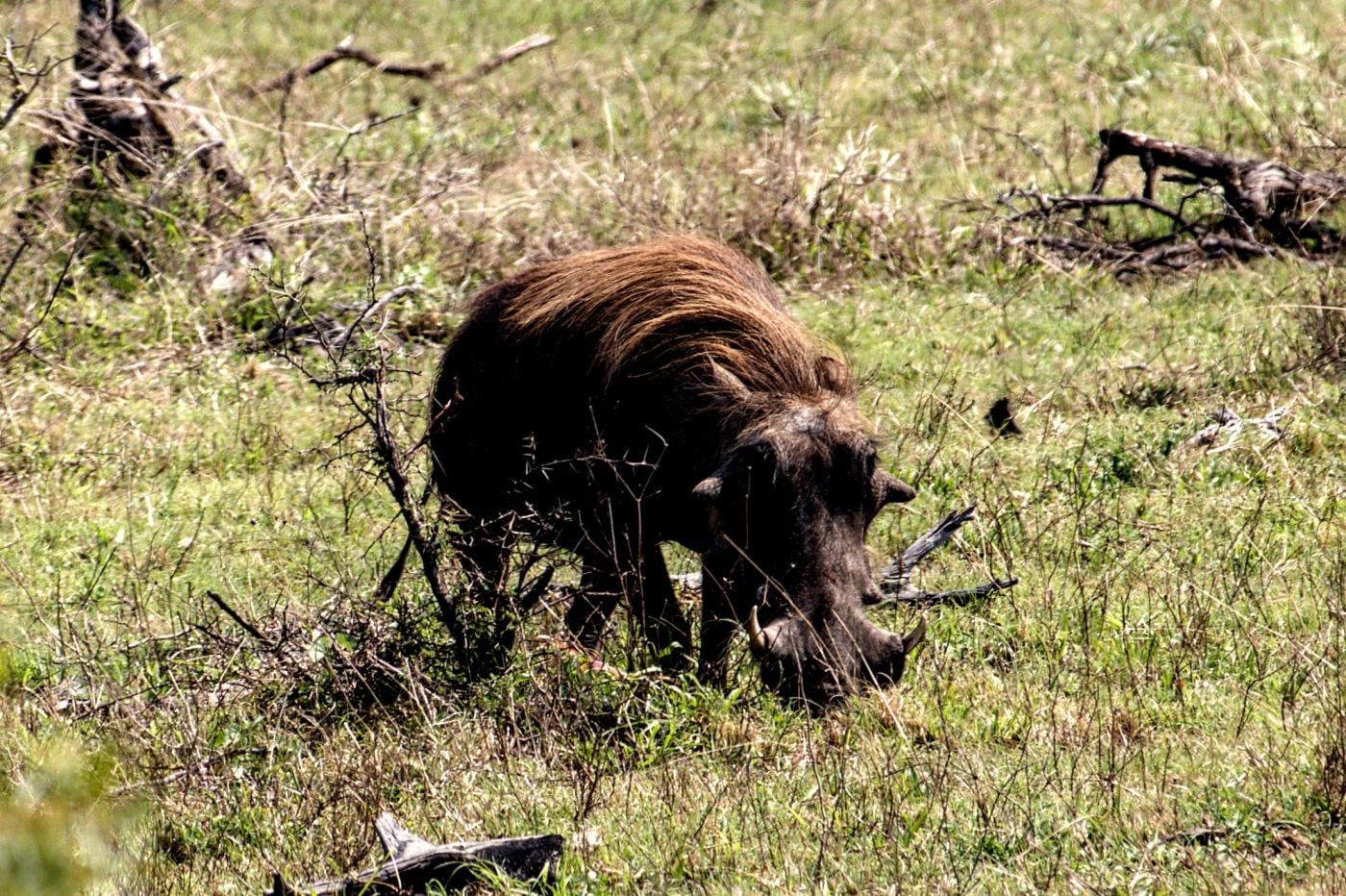 A warthog in green grass