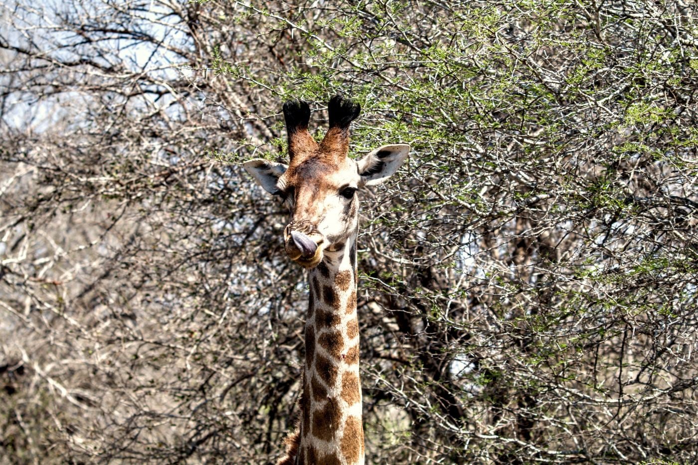 A giraffe staring down at the camera