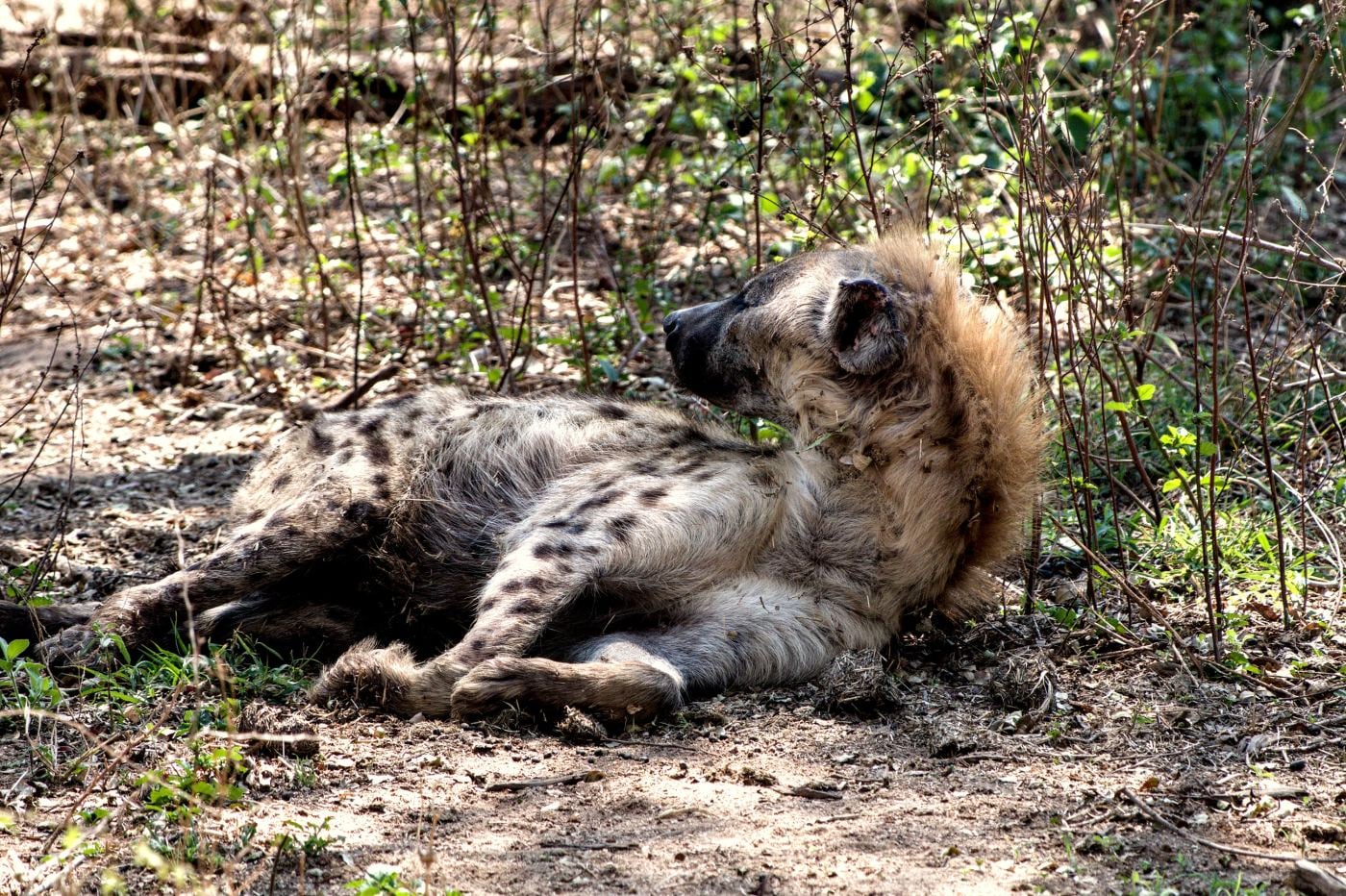 A hyena lifting its head to look at the camera