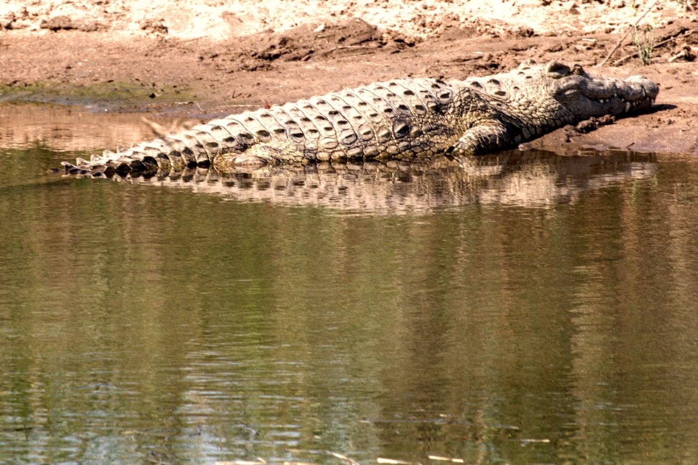 A crocodile on a riverbank