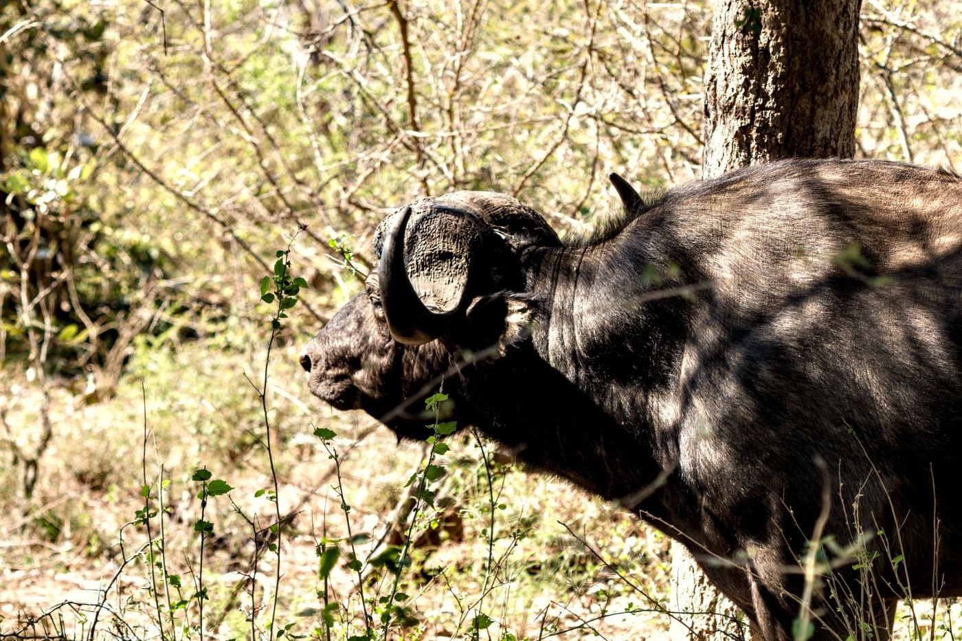 A buffalo bull in profile