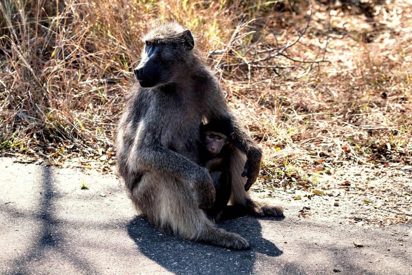 A baboon mother with a baby on her chest