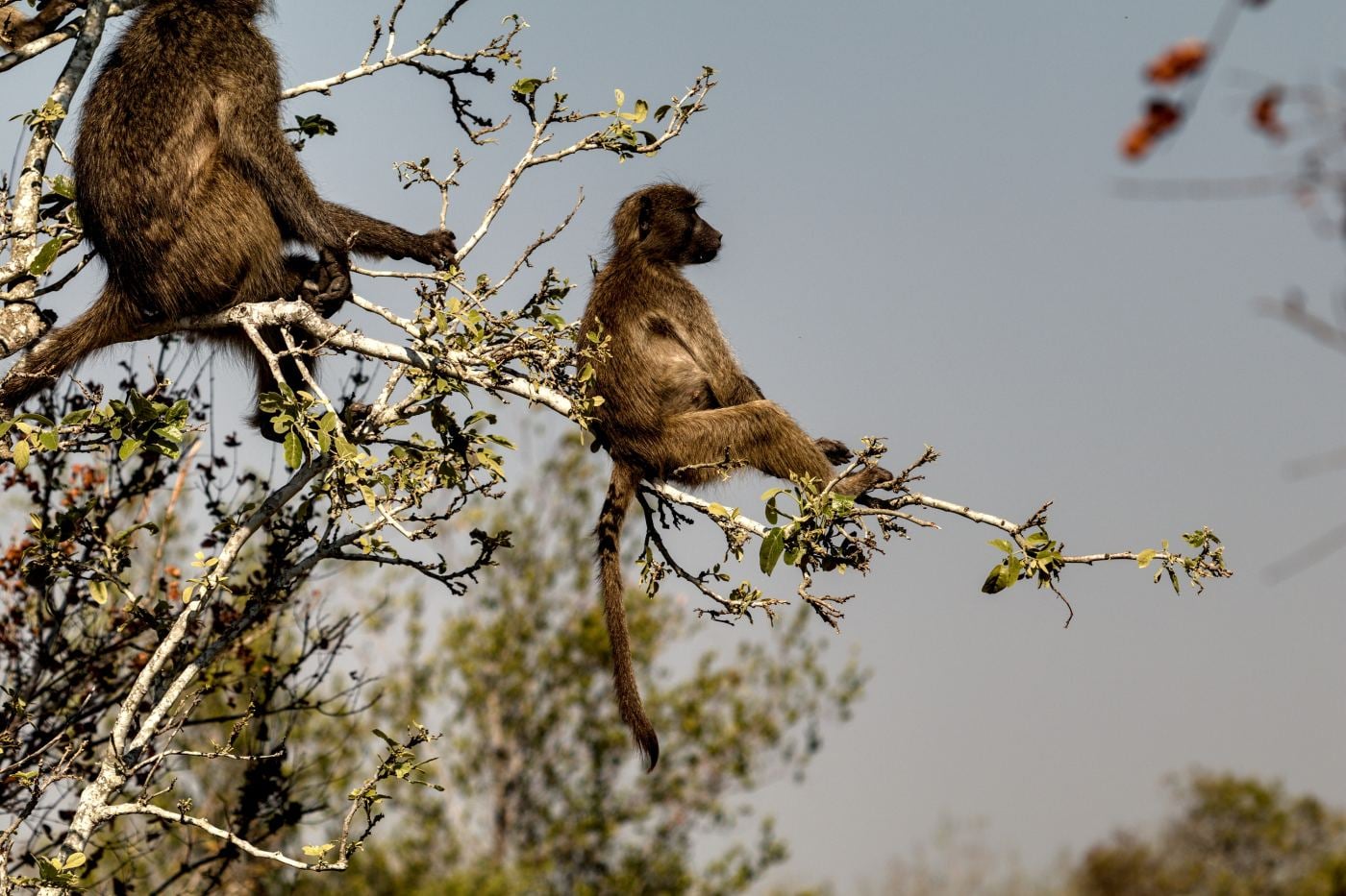 Baboons in the treetops