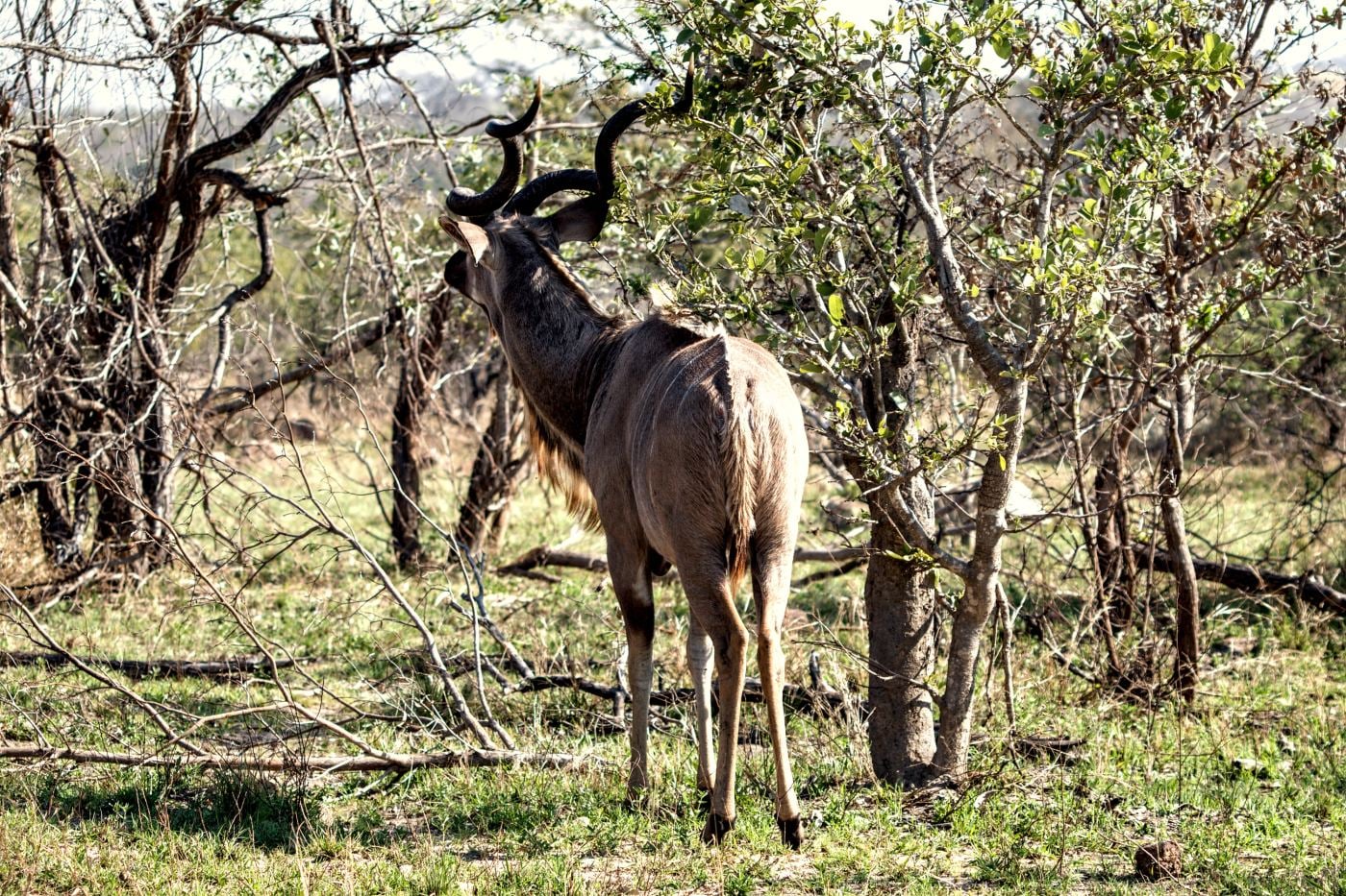 A kudu bull standing in the open