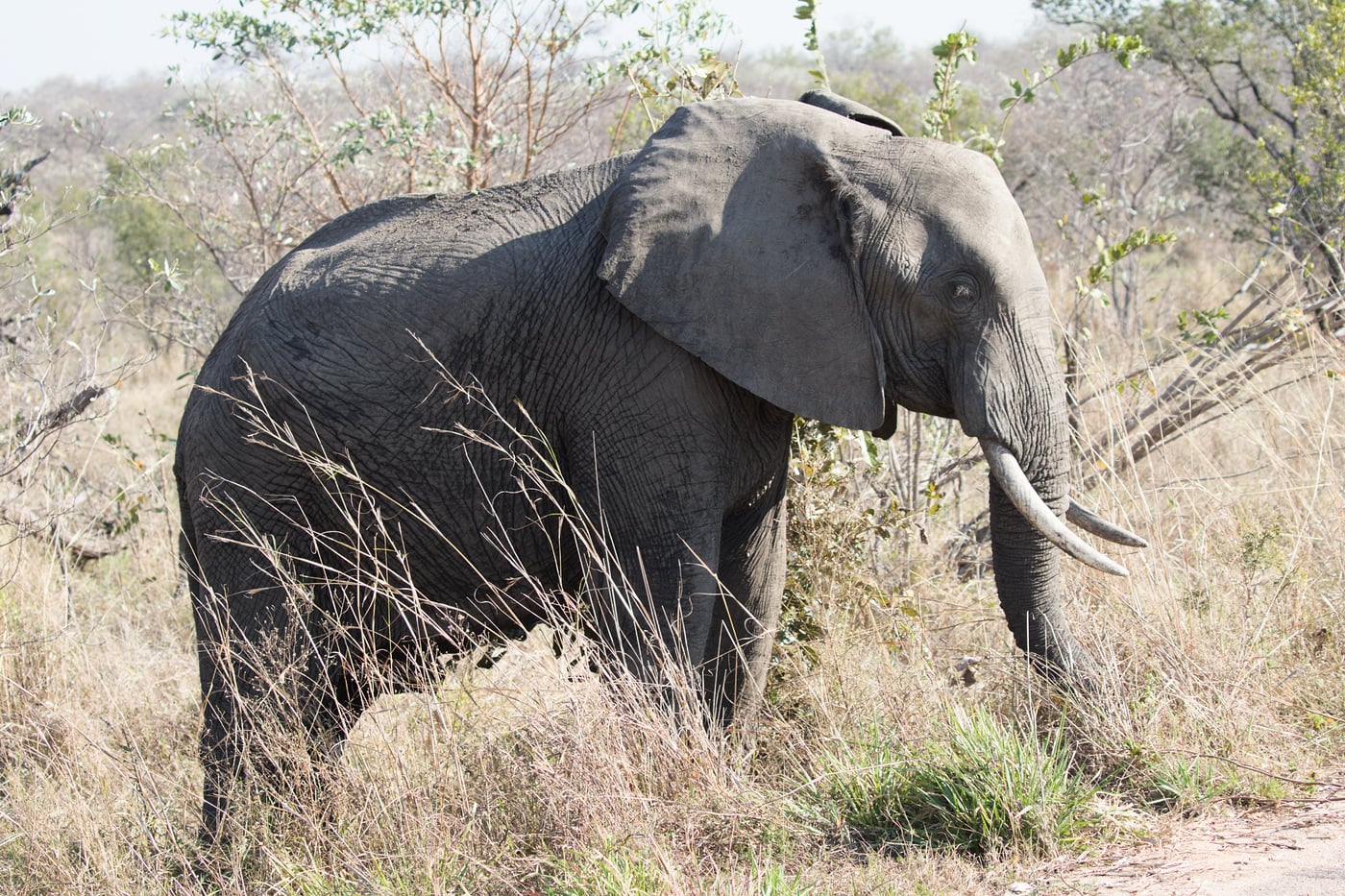 An elephant in long grass close to the road
