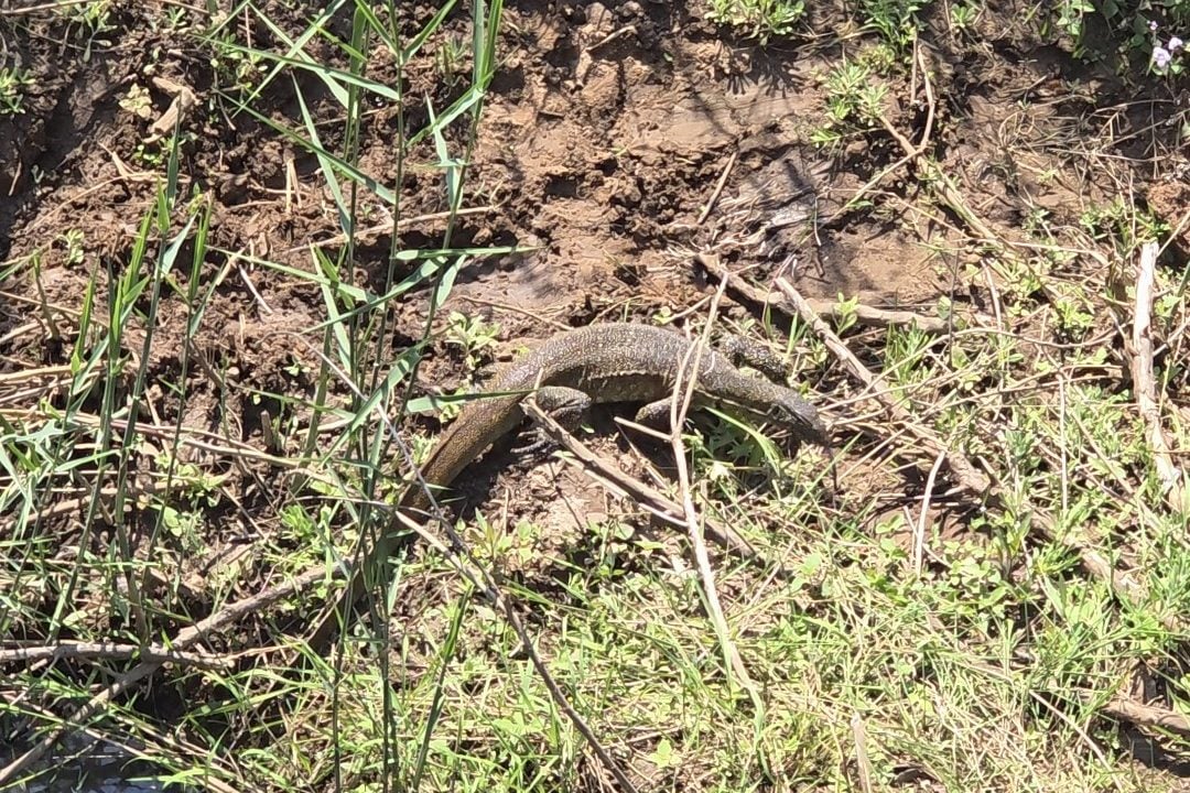 A water monitor on the muddy bank among grass