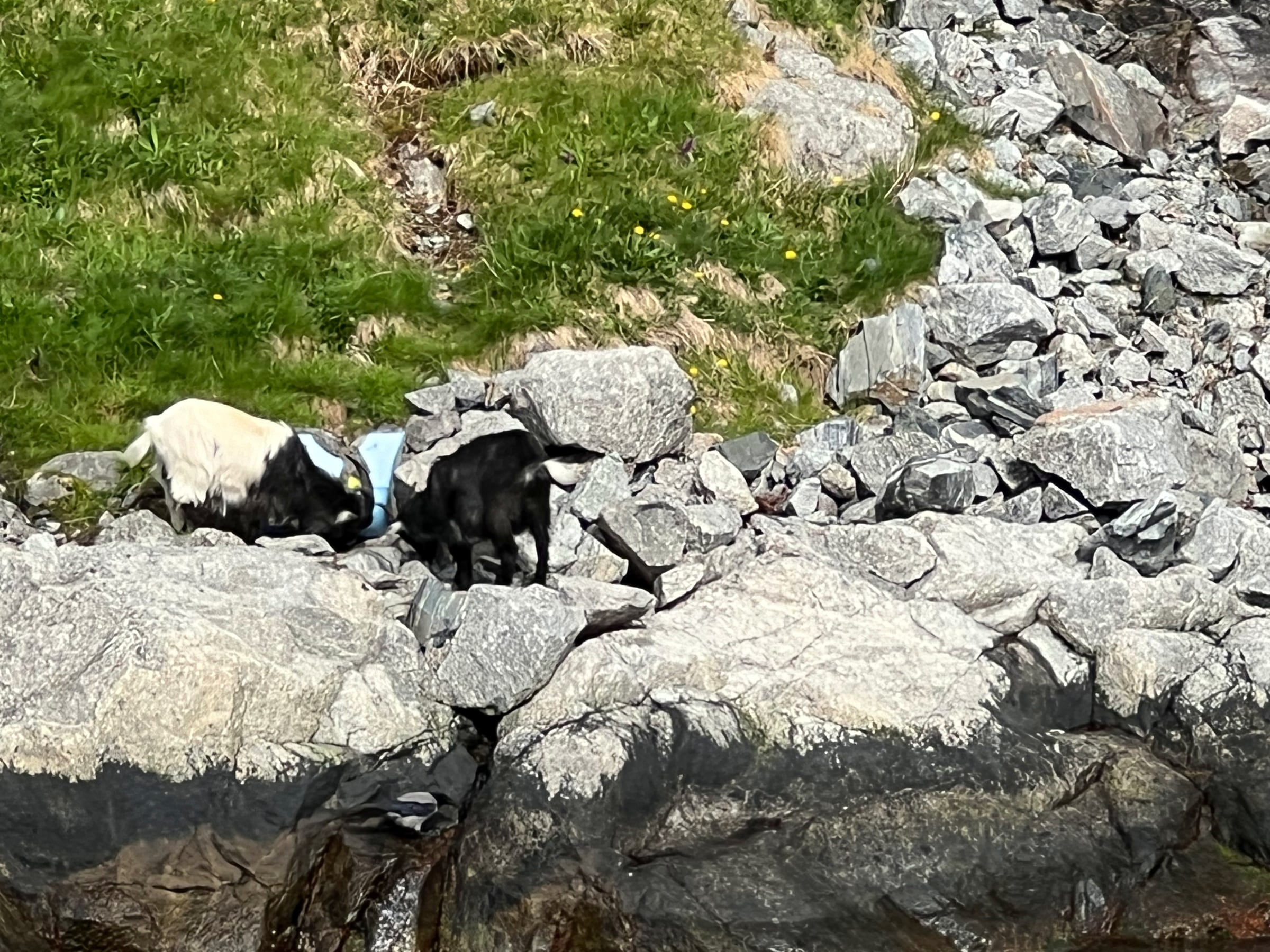 Goats on the rocky shore of Lysefjord.