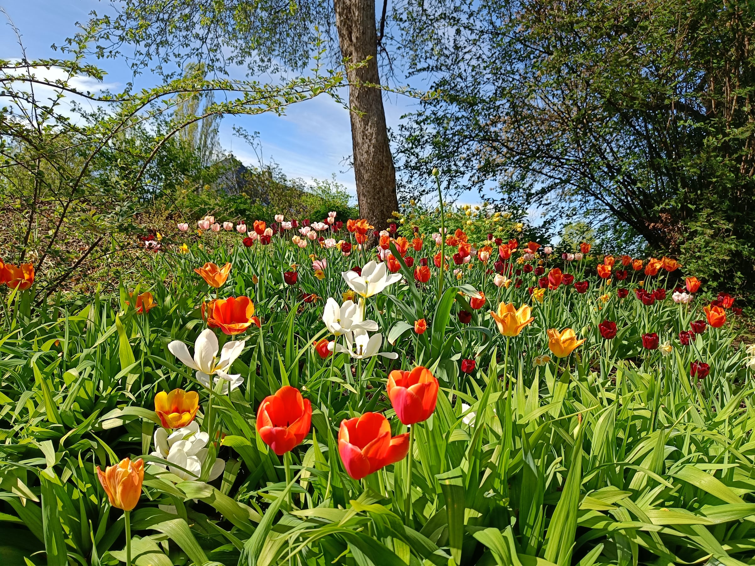 Colourful tulips in Vigeland Park.
