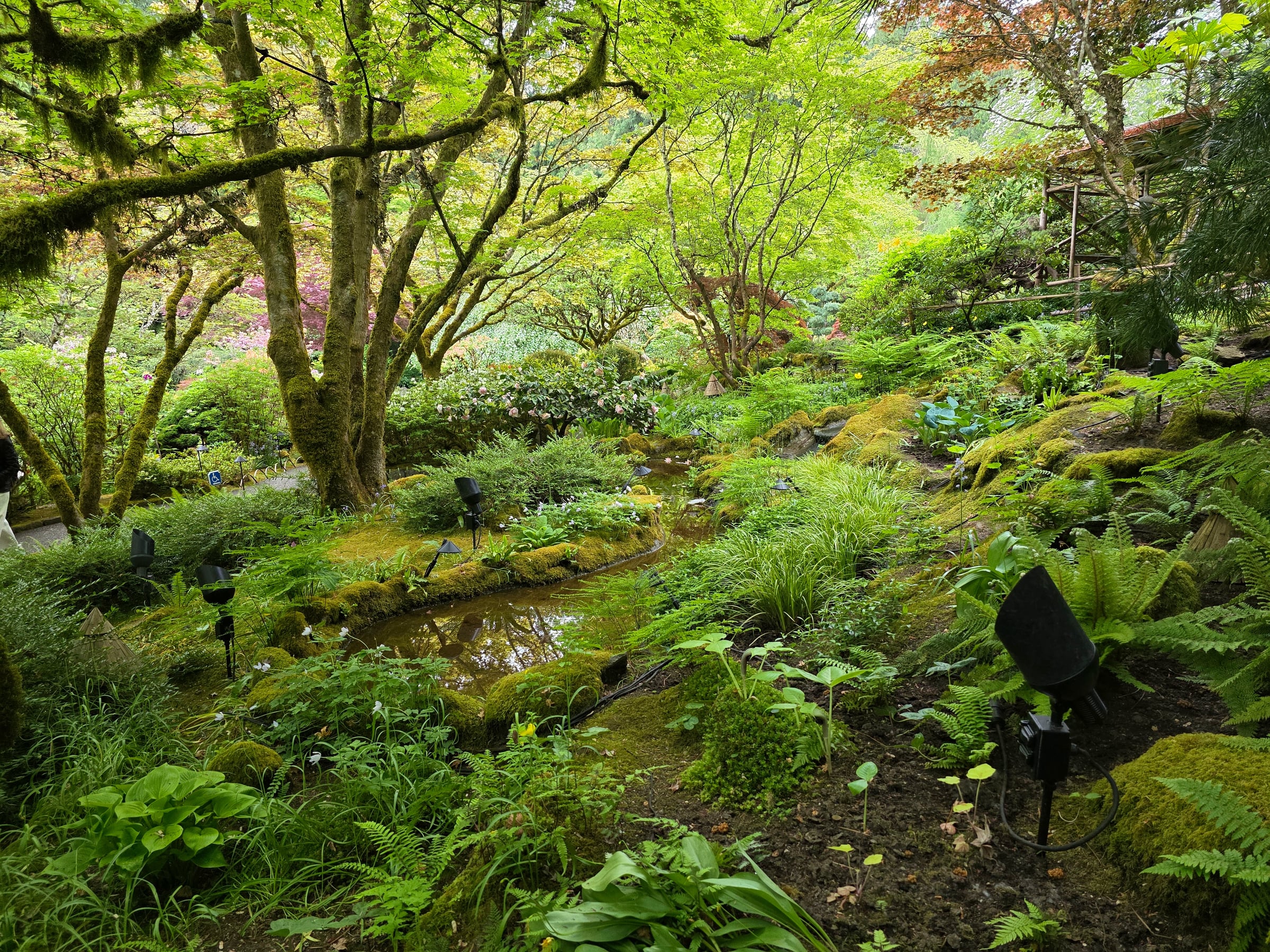 Among the trees in the Japanese Garden.