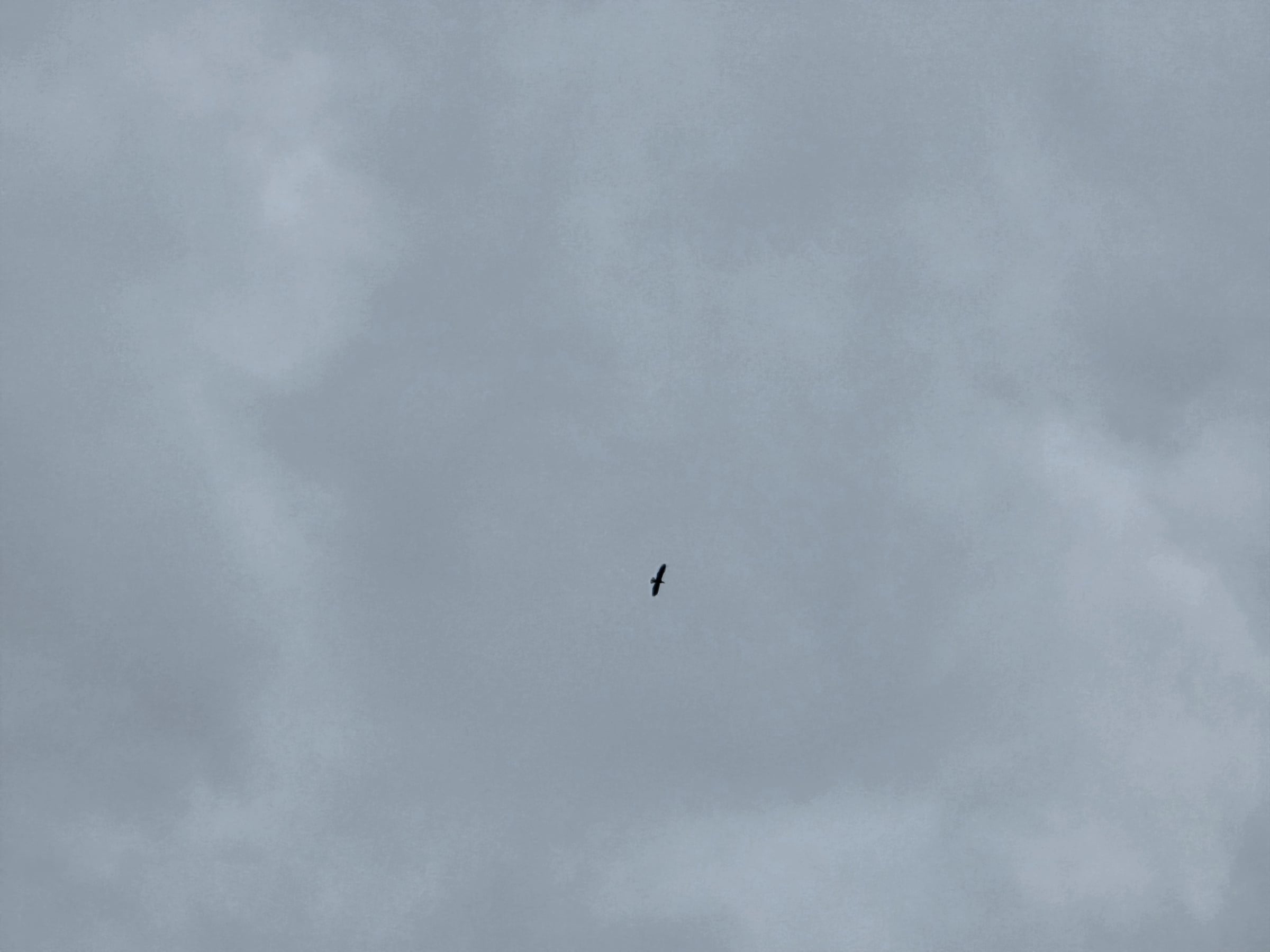 The eagle overhead, a small silhouette against the sky.