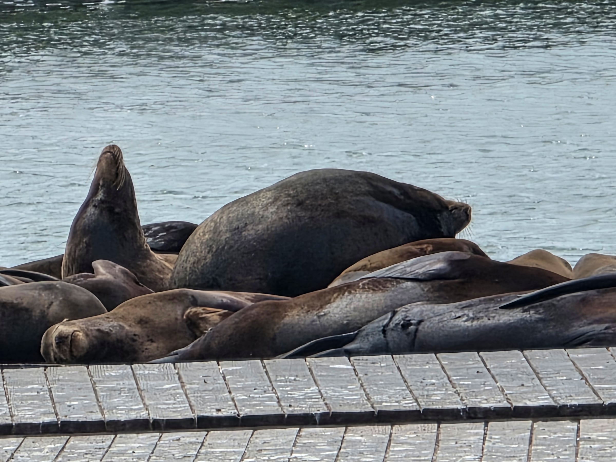 The enormous sea lion that caught our attention.