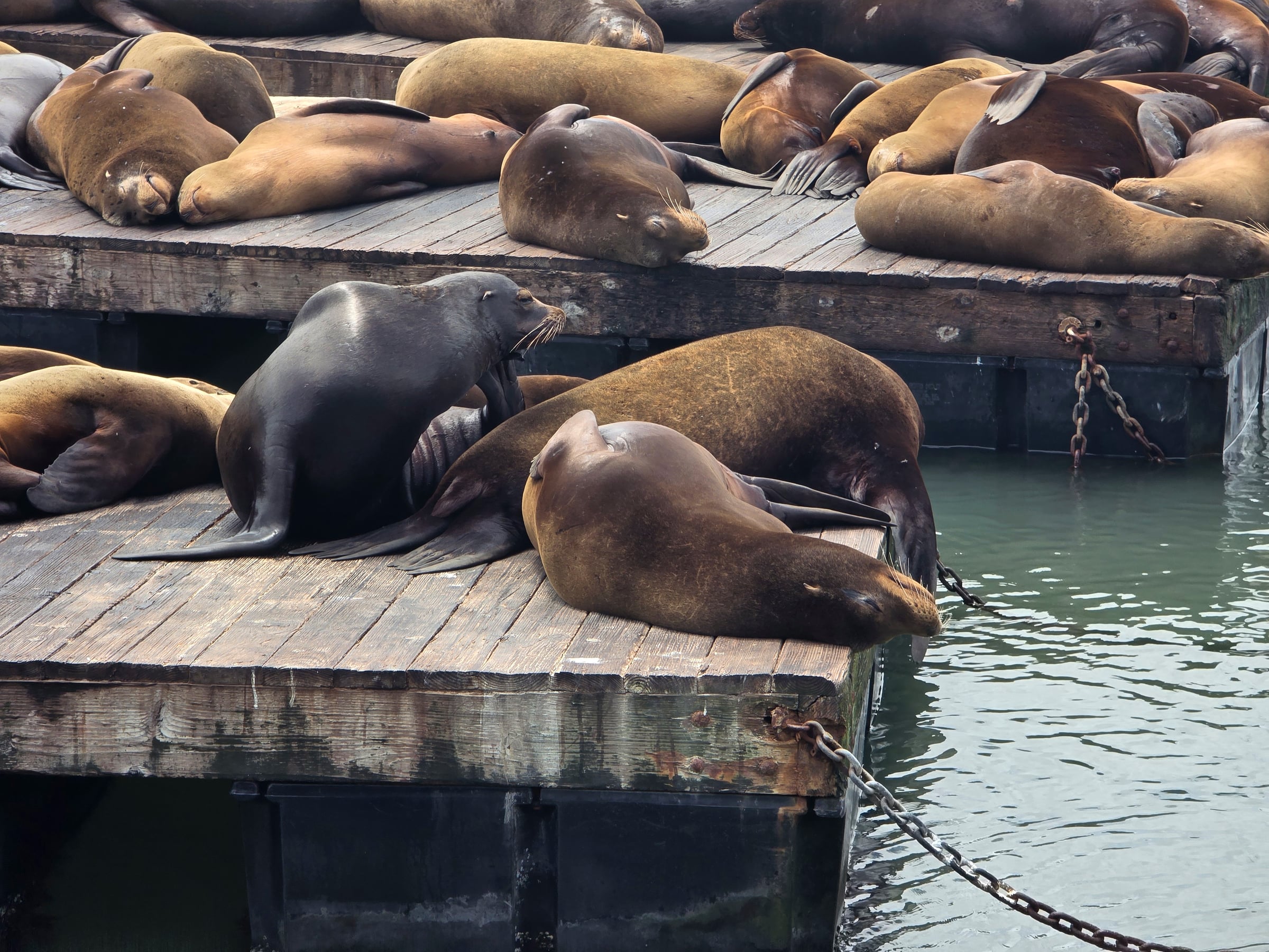 The sea lions seemed happy enough with their audience.