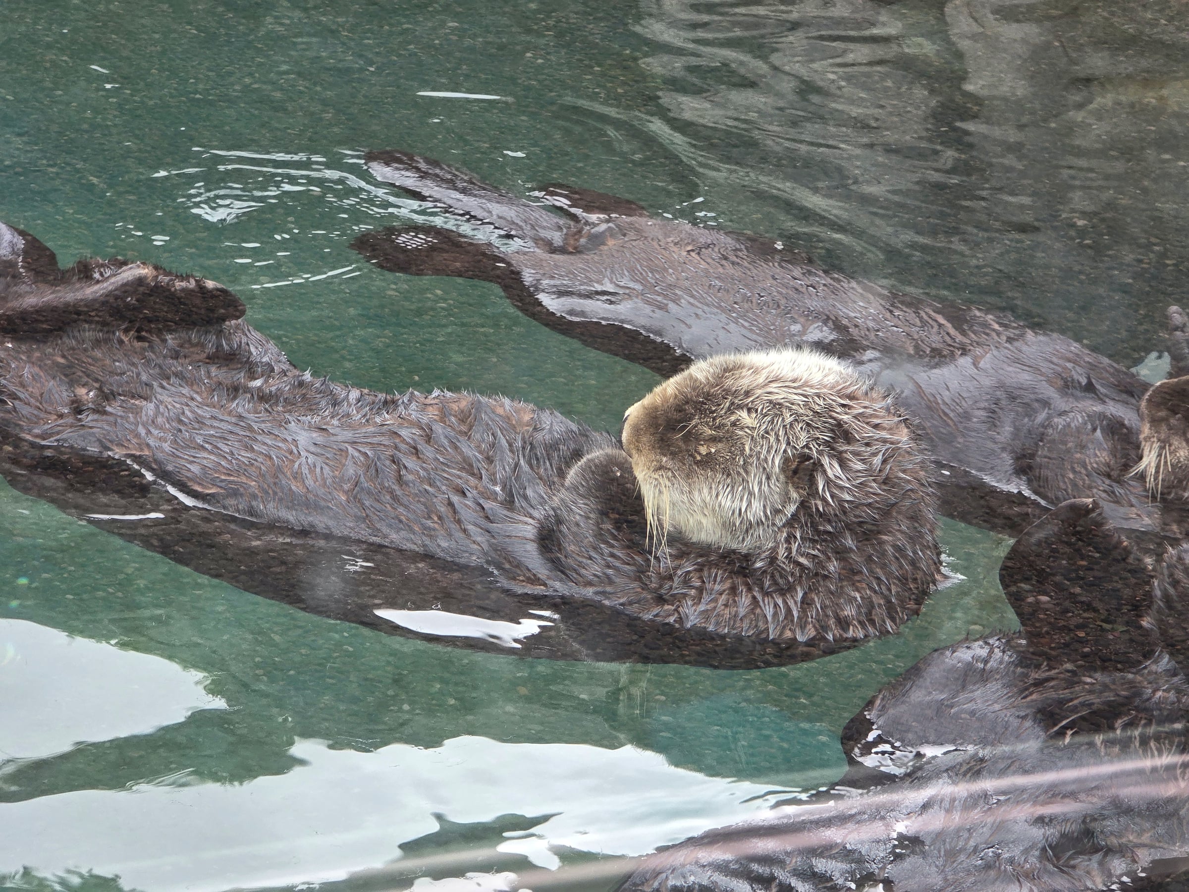 Floating around with their paws tucked up.