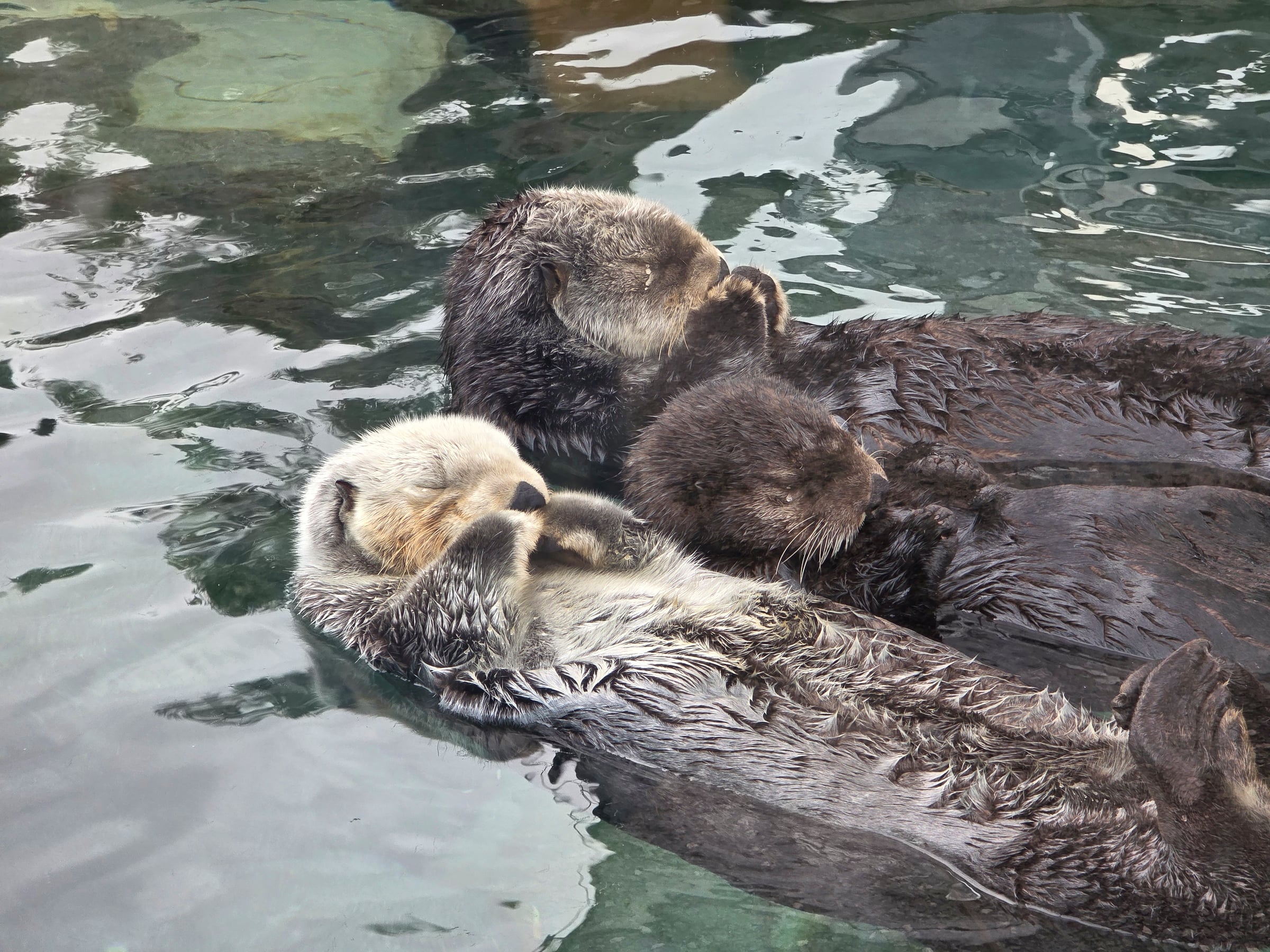 The otters were our favourite part of the aquarium.