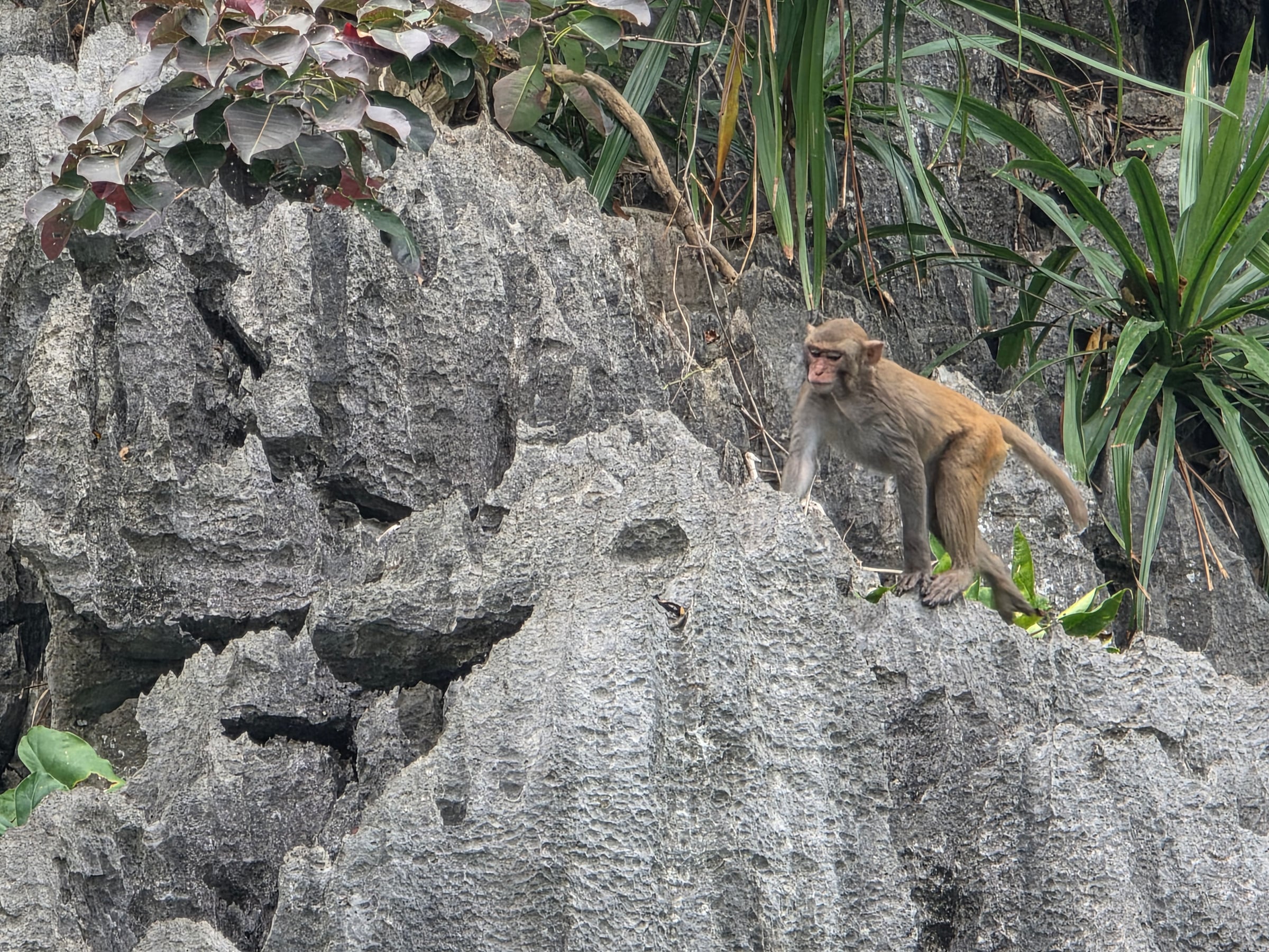 A monkey on the rocks beside the water.