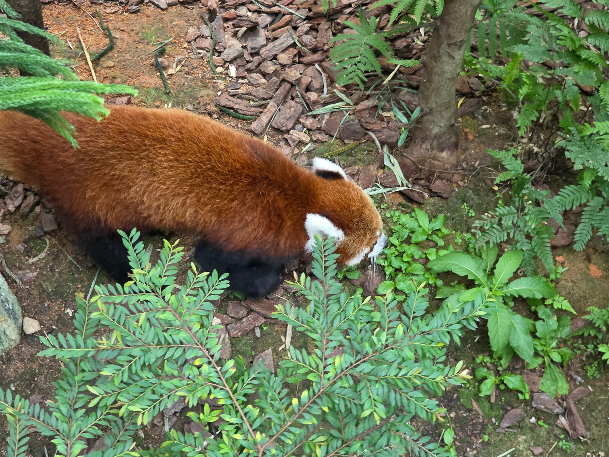 A red panda exploring among the plants.