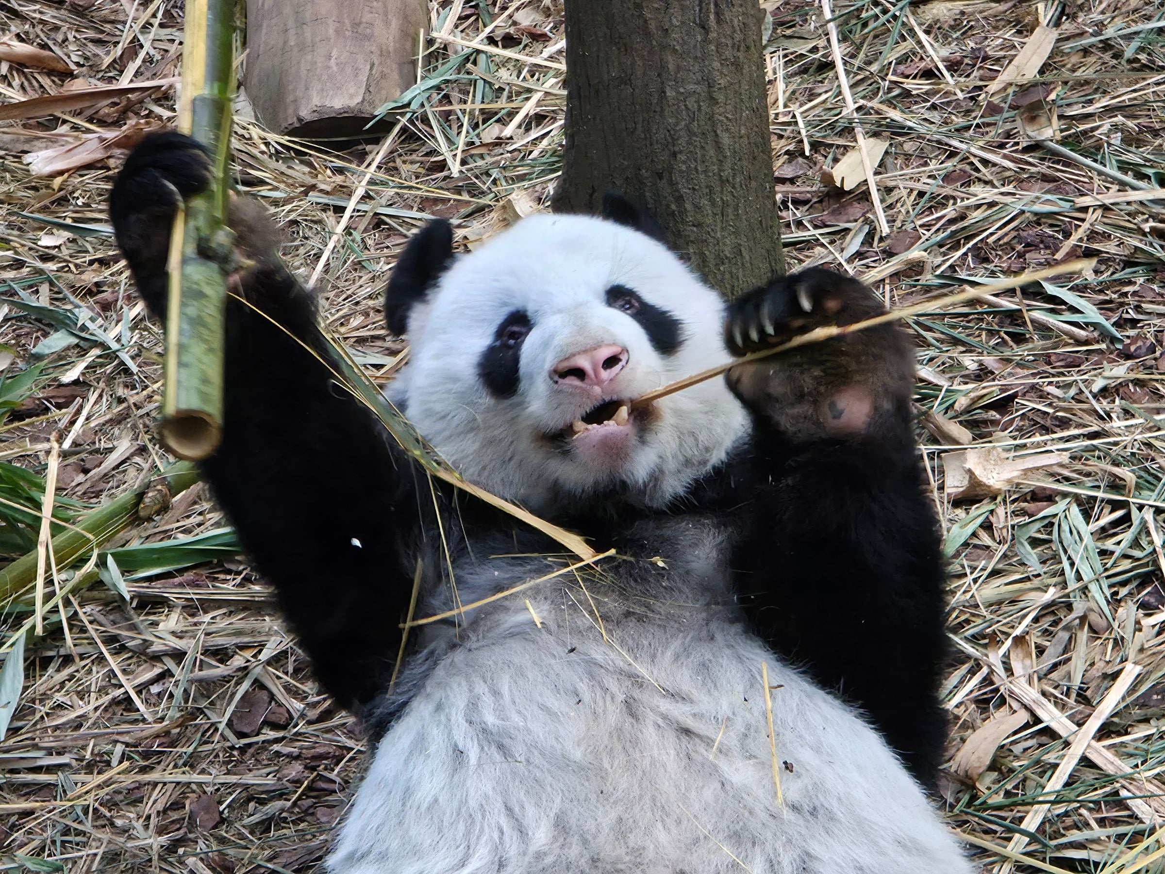 A giant panda working through its bamboo.