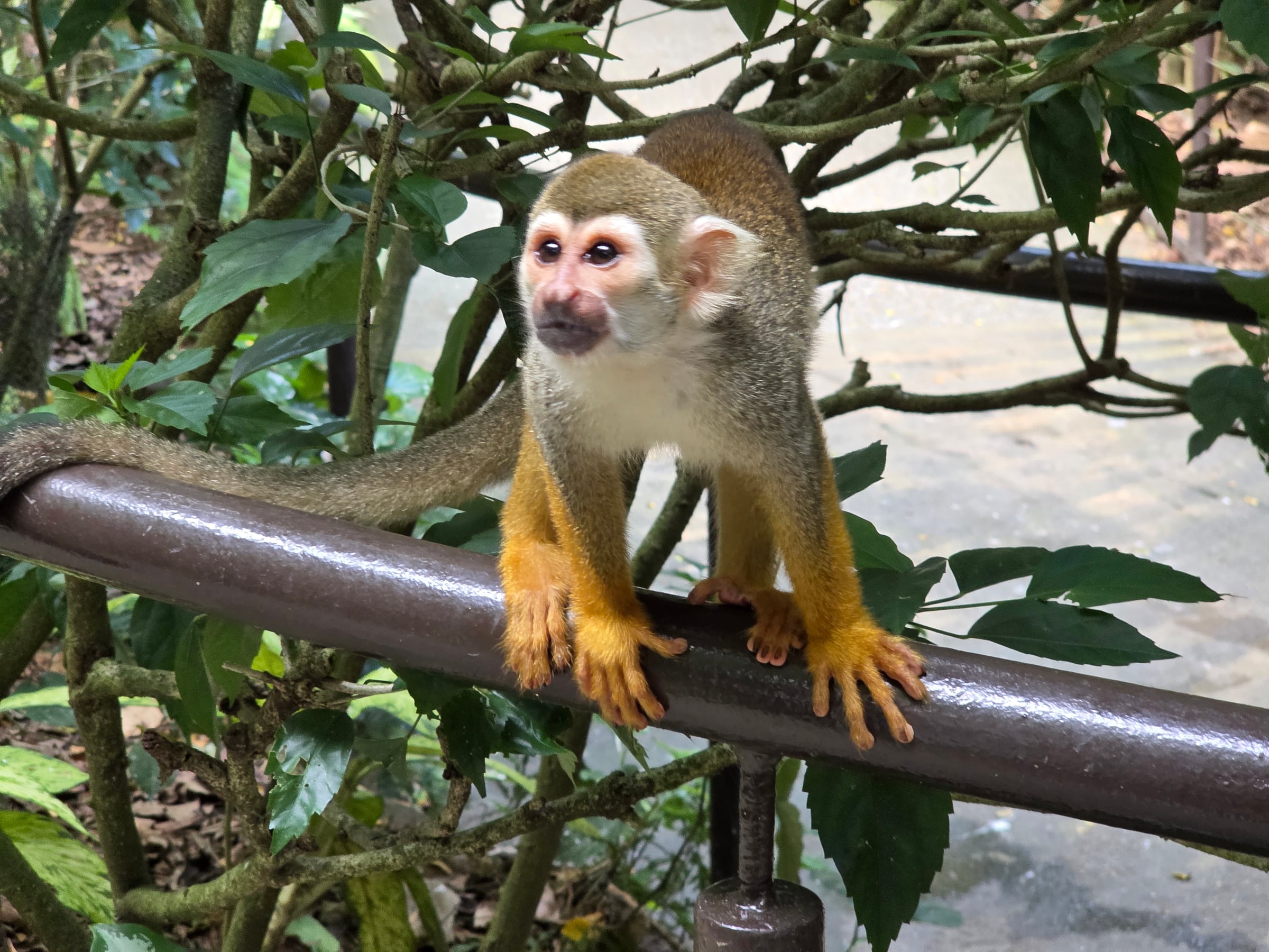 A squirrel monkey beside the path.